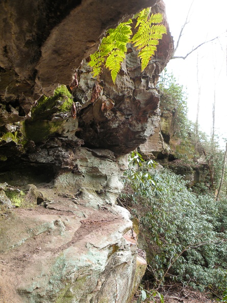 Ferns on Cliff.jpg